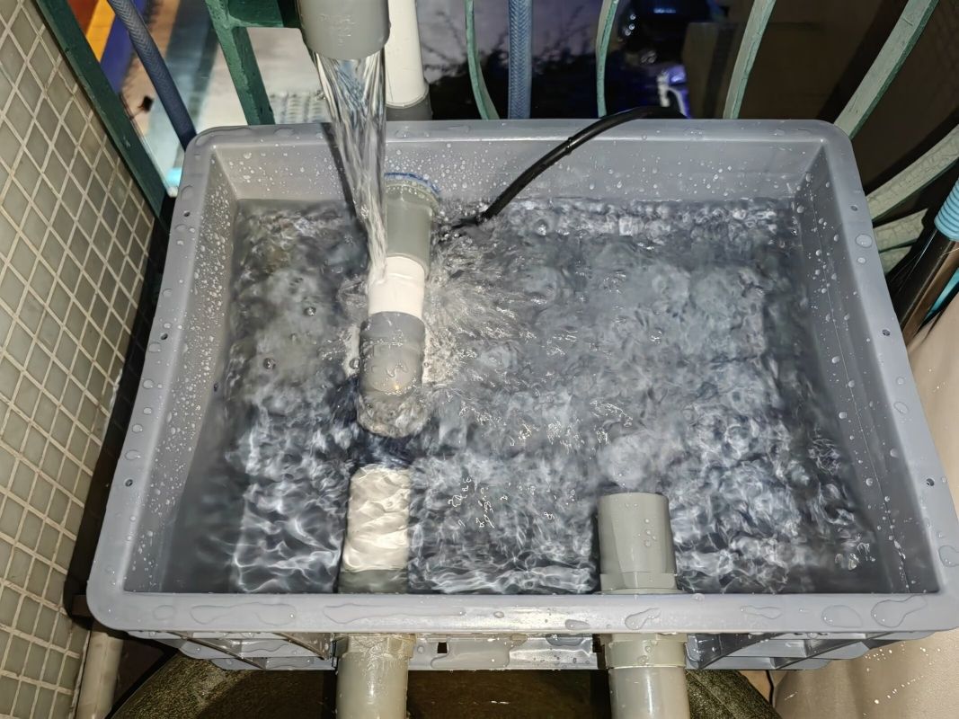 龍魚垂尾怎樣恢復：如何恢復龍魚垂尾 龍魚垂尾怎樣恢復：如何恢復龍魚垂尾 龍魚百科 第2張