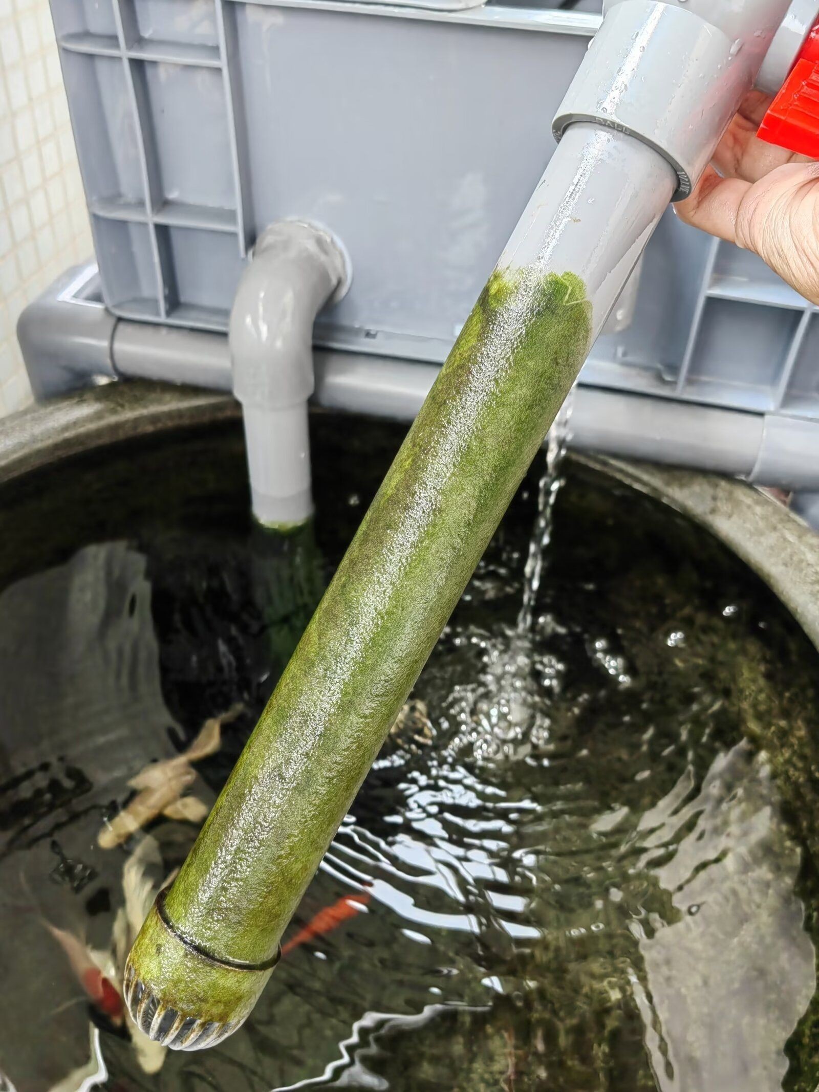 龍魚垂尾怎樣恢復：如何恢復龍魚垂尾 龍魚垂尾怎樣恢復：如何恢復龍魚垂尾 龍魚百科 第4張