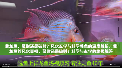 龍魚是招財還是破財