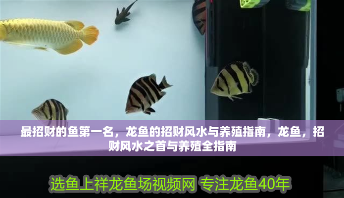 龍魚是招財還是破財