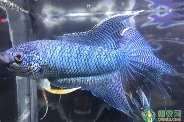 魚缸水發(fā)白有腥臭味，如何維護(hù)魚缸硝化系統(tǒng)魚缸過濾器選擇指南 魚缸水發(fā)白有腥臭味，如何維護(hù)魚缸硝化系統(tǒng)魚缸過濾器選擇指南 魚缸百科 第3張