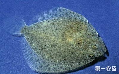 金萬龍魚好養嗎有毒嗎：金萬龍魚在水中缺氧的情況下可以直接呼吸空氣中的氧氣