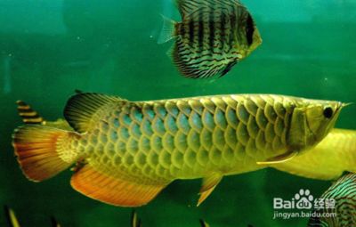 金萬龍魚好養嗎有毒嗎：金萬龍魚在水中缺氧的情況下可以直接呼吸空氣中的氧氣