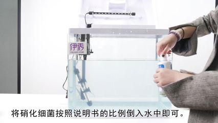 魚缸水發白霧蒙蒙的情況可能是由于硝化系統建立過程：如何快速建立硝化系統 魚缸水發白霧蒙蒙的情況可能是由于硝化系統建立過程：如何快速建立硝化系統 魚缸百科 第3張