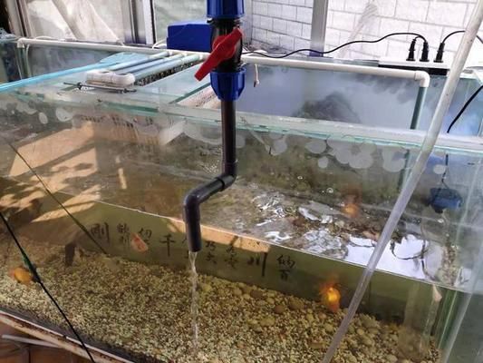 魚缸過濾系統的演變史：底濾魚缸改上濾魚缸改造的心理學影響魚缸改造的心理學 魚缸過濾系統的演變史：底濾魚缸改上濾魚缸改造的心理學影響魚缸改造的心理學 魚缸百科 第2張