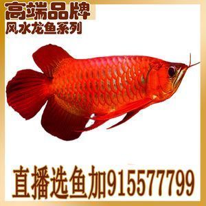 不同麻醉劑對(duì)龍魚(yú)的影響：不同的麻醉劑對(duì)龍魚(yú)的影響各不相同