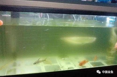 魚缸的水老是渾濁是什么原因：魚缸水渾濁怎么辦？