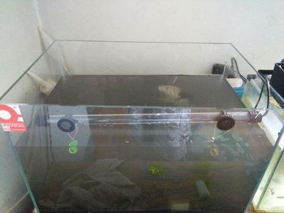 魚缸的水老是渾濁是什么原因：魚缸水渾濁怎么辦？