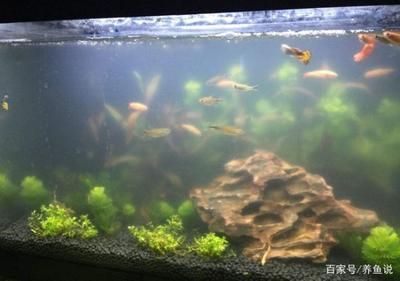 魚缸的水老是渾濁是什么原因：魚缸水渾濁怎么辦？