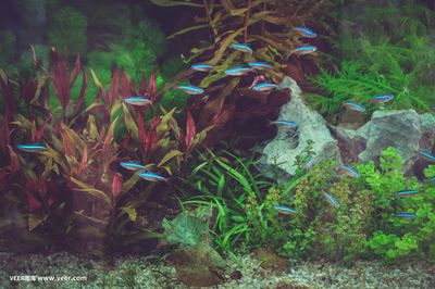 魚缸背景圖片大全超清 原圖（超清魚缸背景圖片大全）