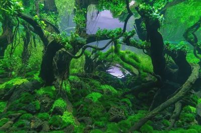 魚缸背景圖片大全超清 原圖（超清魚缸背景圖片大全）