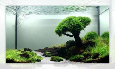魚缸背景圖片大全超清 原圖（超清魚缸背景圖片大全）