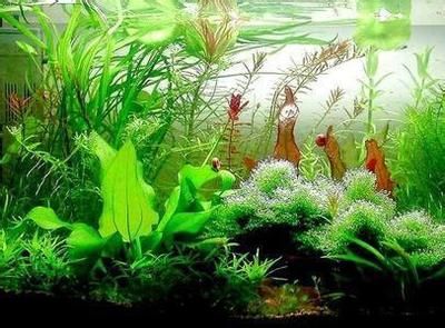 風水學魚缸養(yǎng)幾條魚好一點（風水學中的魚缸擺放技巧）