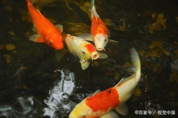 金龍魚生產(chǎn)地：金龍魚活魚產(chǎn)地探秘，優(yōu)質(zhì)水源與生態(tài)養(yǎng)殖的完美結(jié)合