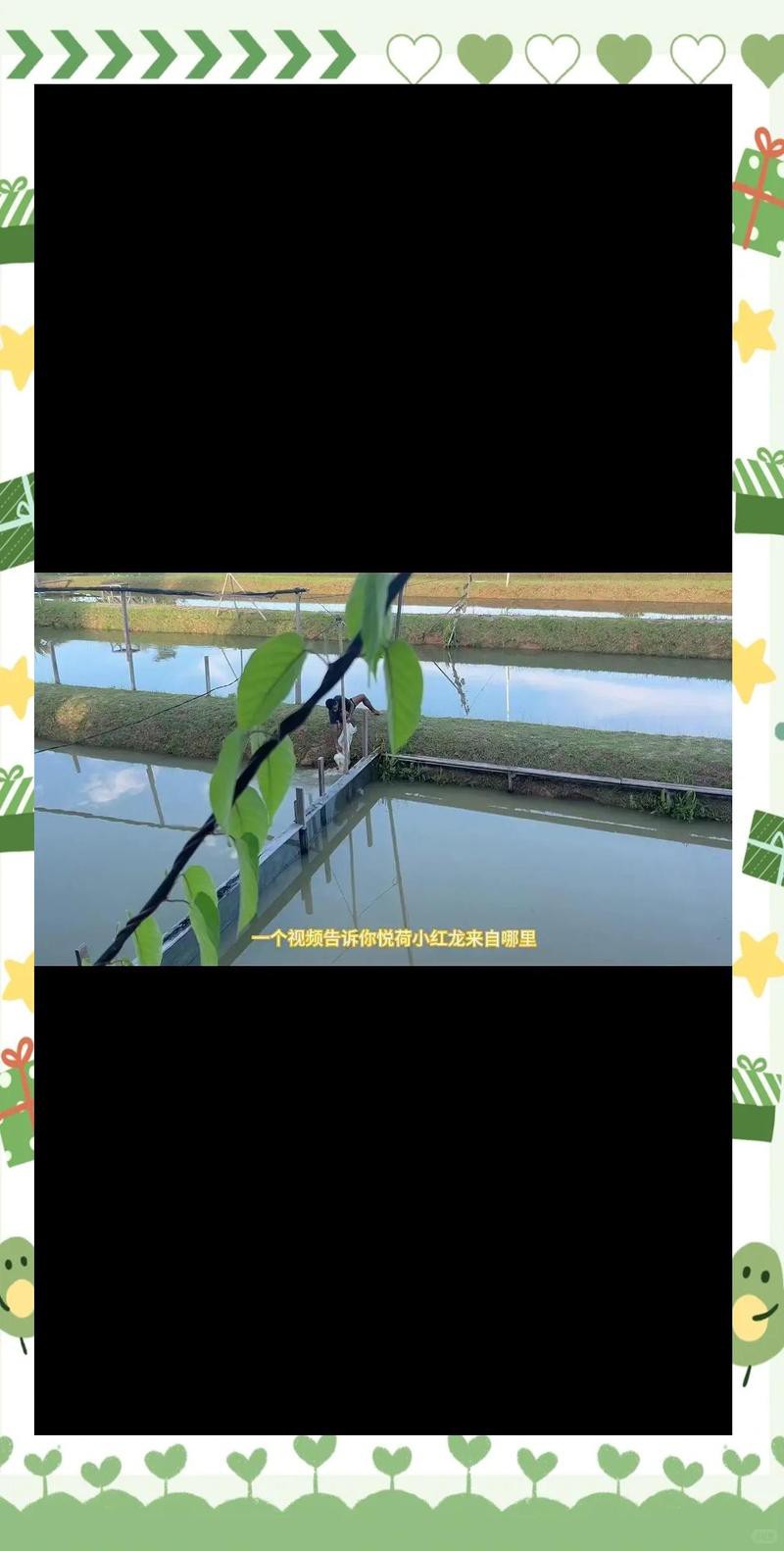 紅龍魚哪個漁場的好 紅龍魚哪個漁場的好 龍魚百科 第5張