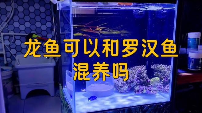 金龍魚羅漢魚混養