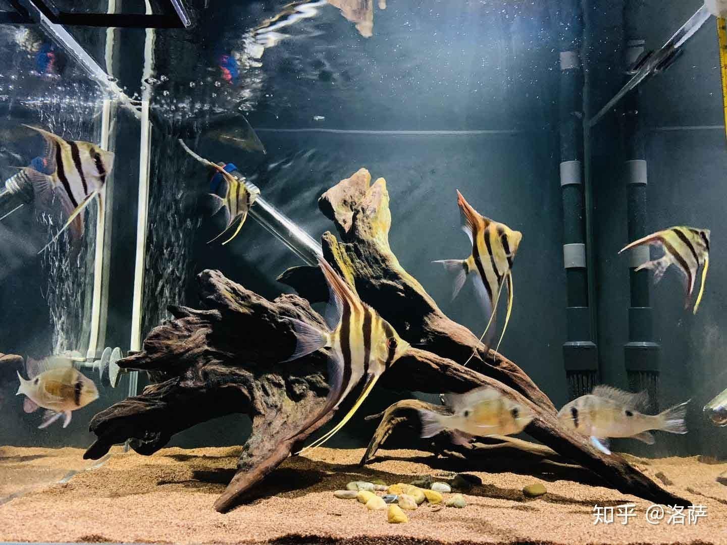 黑色背景魚缸適合養什么魚:黑色背景的魚缸適合養什么魚 魚缸百科 第4張 黑色背景魚缸適合養什么魚:黑色背景的魚缸適合養什么魚 黑色背景魚缸適合養什么魚:黑色背景的魚缸適合養什么魚 魚缸百科 第4張