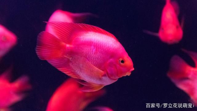 黑色背景魚缸適合養什么魚：黑色背景的魚缸適合養什么魚 黑色背景魚缸適合養什么魚：黑色背景的魚缸適合養什么魚 魚缸百科 第3張
