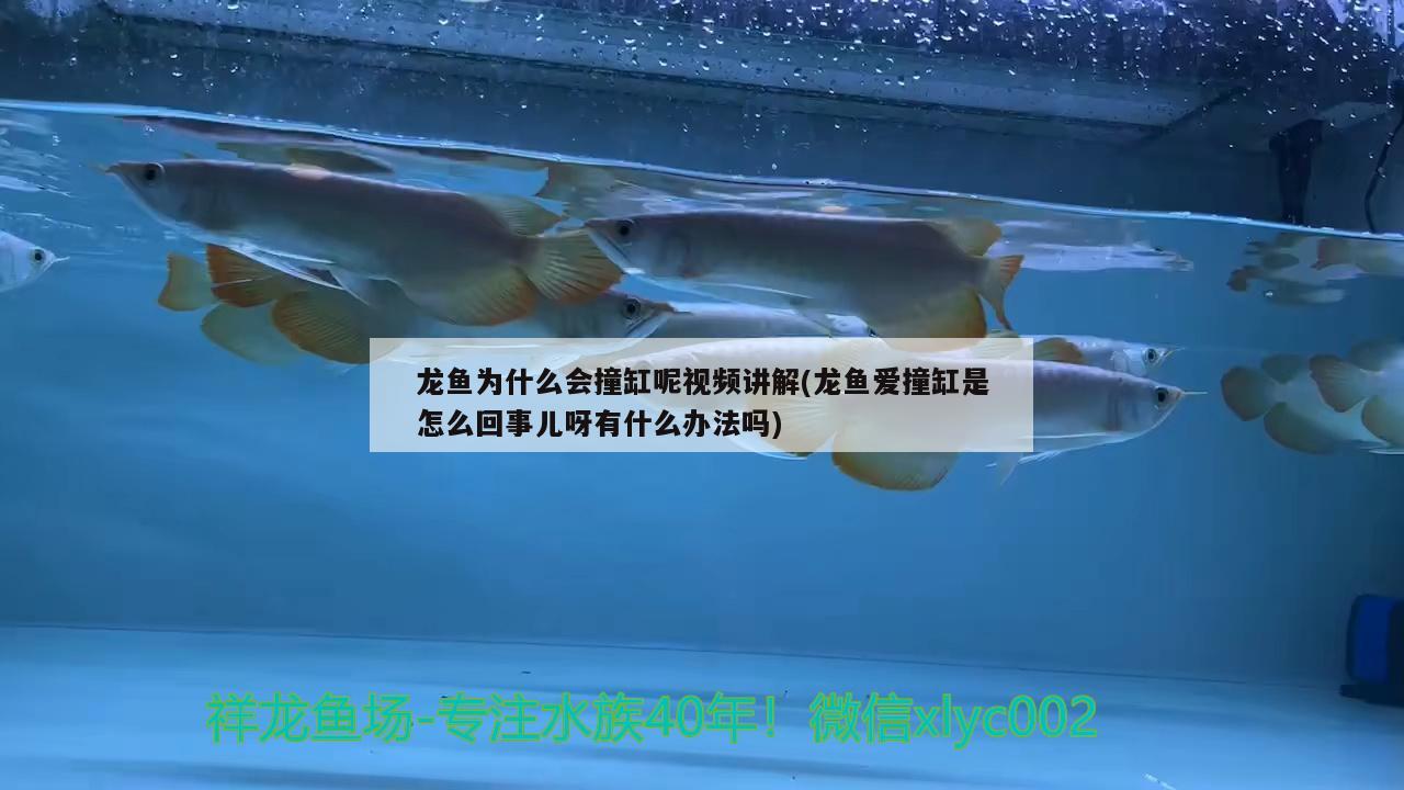 城關區青白石碧桂園怡心居花鳥蟲魚店
