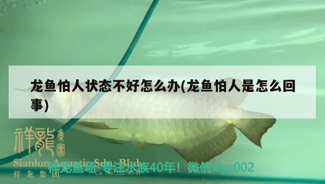 城關區青白石碧桂園怡心居花鳥蟲魚店