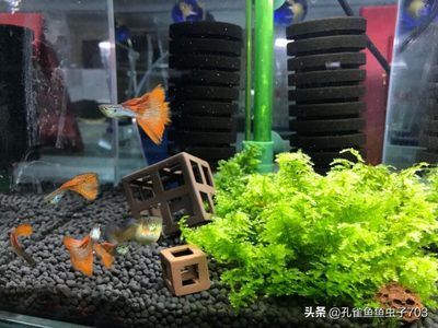 魚缸優缺點 魚缸百科 第1張 魚缸優缺點 魚缸優缺點 魚缸百科 第1張