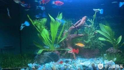 魚缸優缺點 魚缸百科 第3張 魚缸優缺點 魚缸優缺點 魚缸百科 第3張