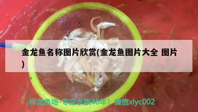 南充市開發區馨居水族體驗店 南充市開發區馨居水族體驗店 全國水族館企業名錄 第4張
