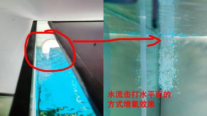 荷城區茹茵水族館（荷城區茹茵水族館電話）