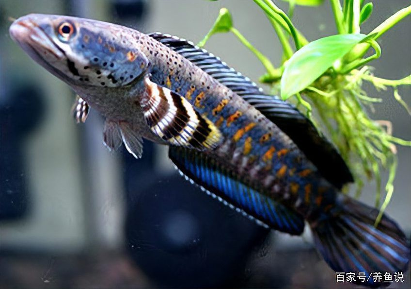 幻彩紅寶石雷龍魚分公母頭型圖片