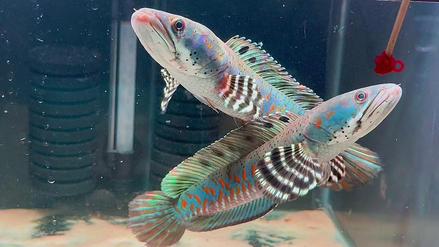 幻彩紅寶石雷龍魚分公母頭型圖片