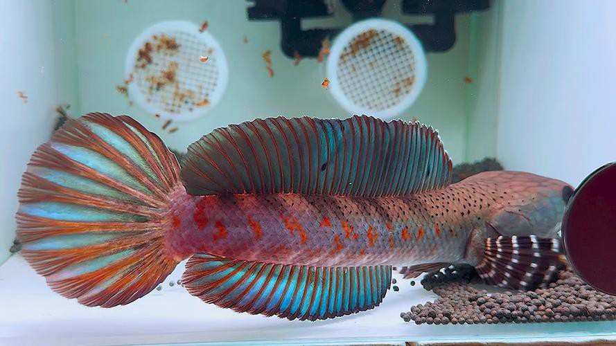 幻彩紅寶石雷龍魚分公母頭型圖片