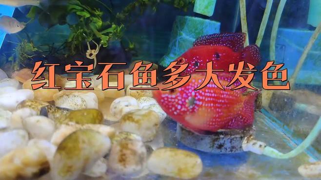 幻彩紅寶石雷龍魚分公母頭型圖片