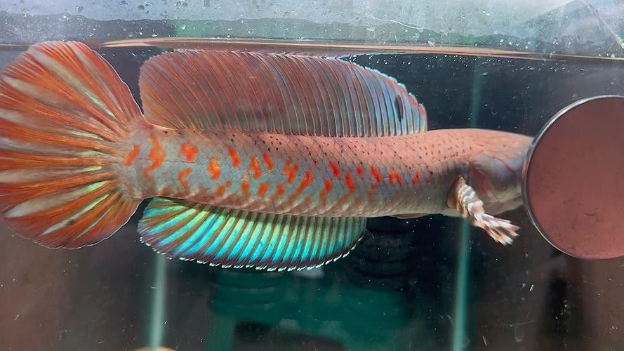 幻彩紅寶石雷龍魚分公母頭型圖片