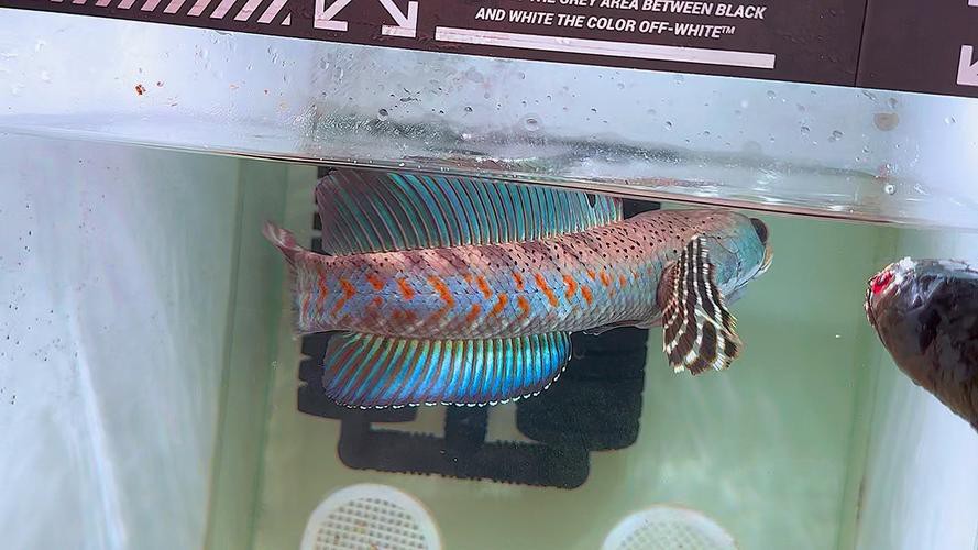 幻彩紅寶石雷龍魚分公母頭型圖片