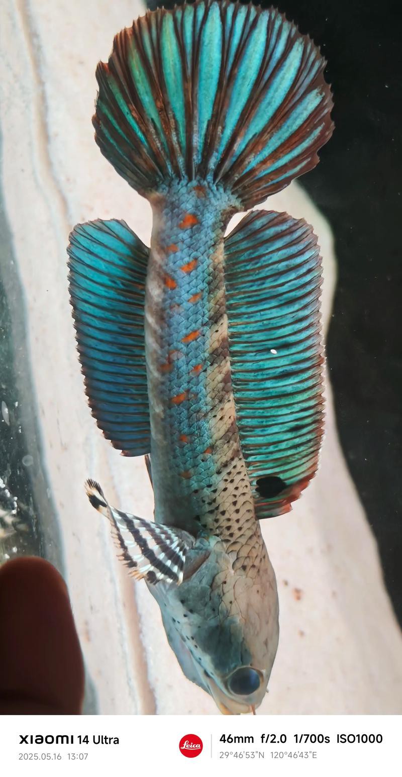 幻彩紅寶石雷龍魚分公母頭型圖片