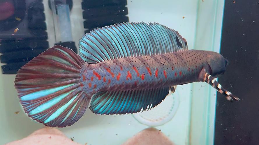 幻彩紅寶石雷龍魚分公母頭型圖片