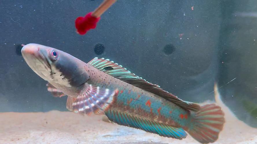 幻彩紅寶石雷龍魚分公母頭型圖片