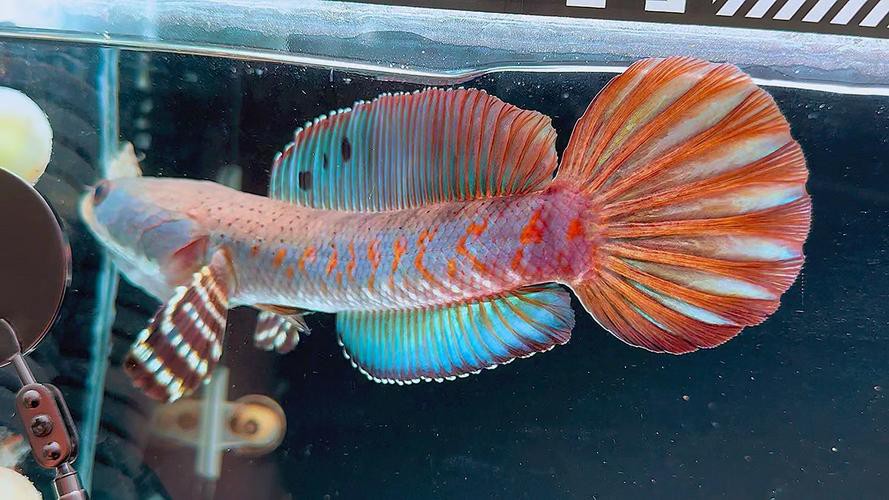 幻彩紅寶石雷龍魚分公母頭型圖片