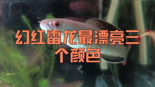 幻彩紅寶石雷龍魚分公母頭型圖片