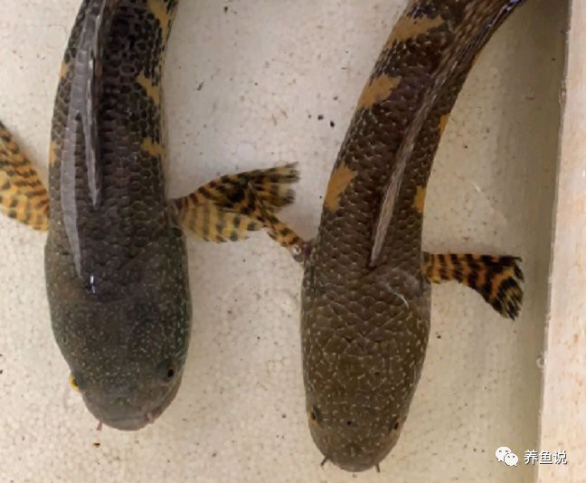 幻彩紅寶石雷龍魚分公母頭型圖片