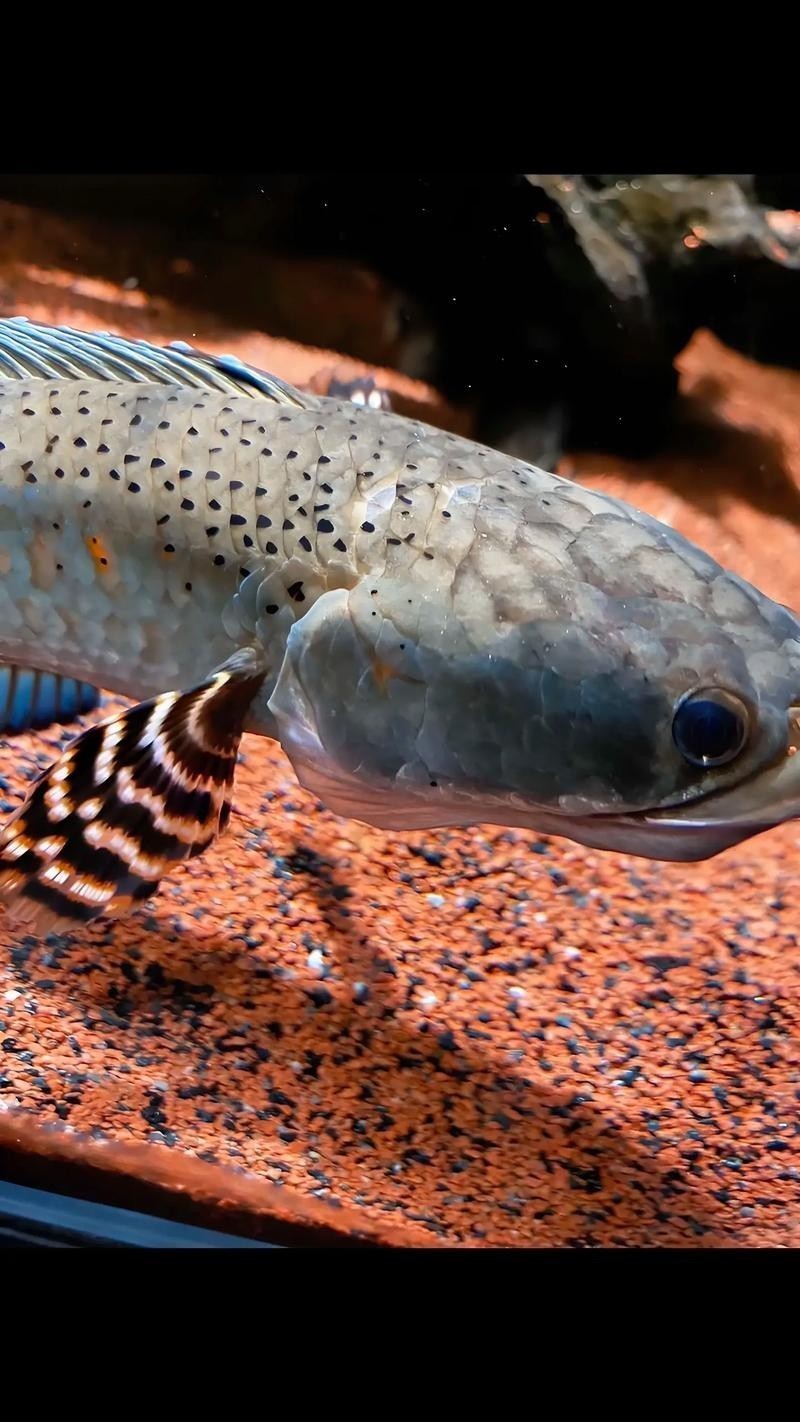雷龍屬于龍魚嗎圖片大全