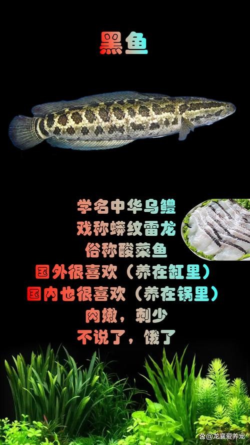 雷龍屬于龍魚嗎圖片大全