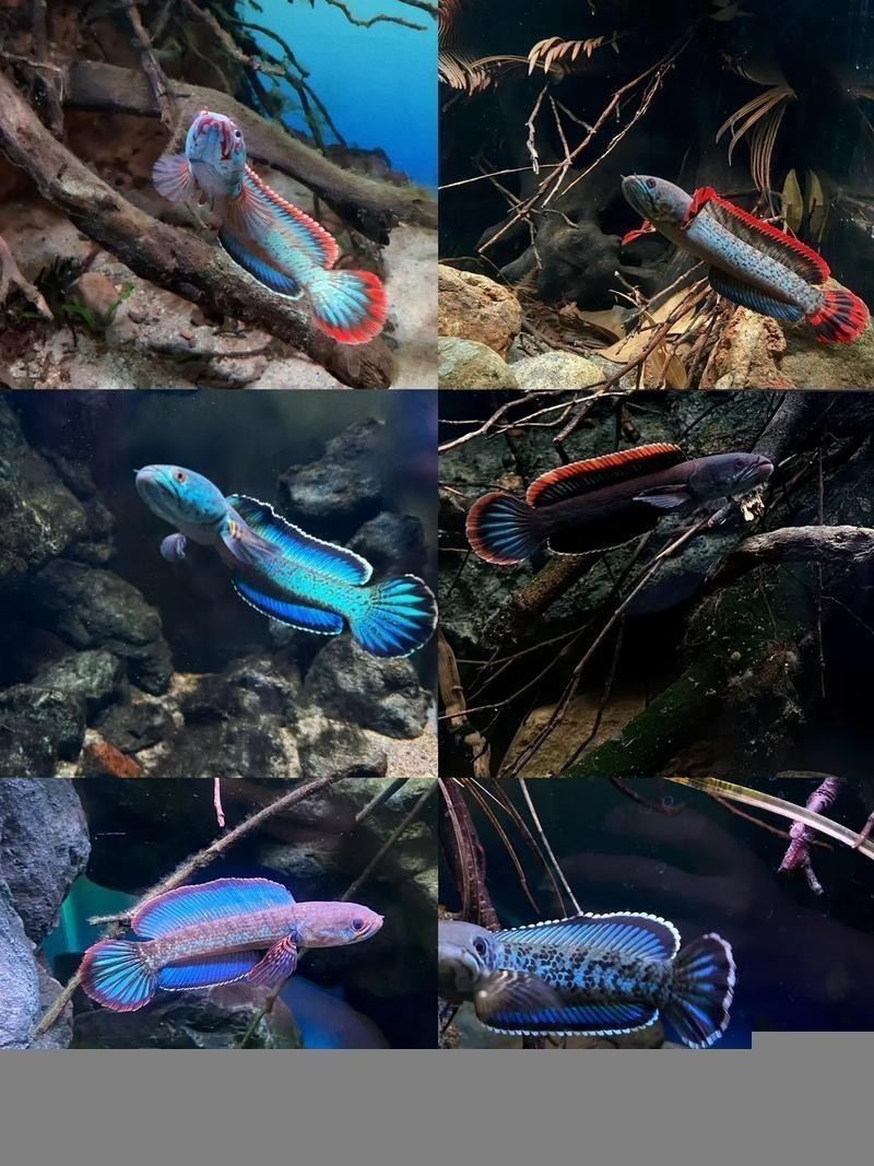 雷龍屬于龍魚嗎圖片大全