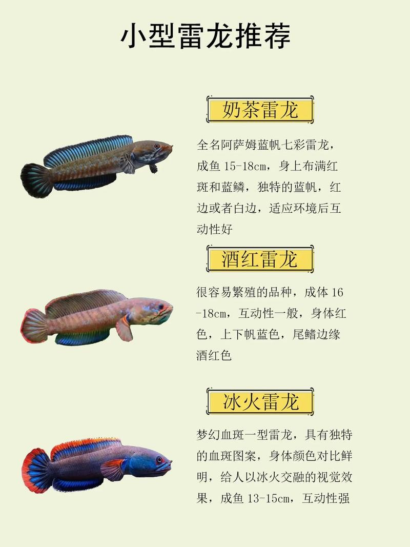 雷龍屬于龍魚嗎圖片大全
