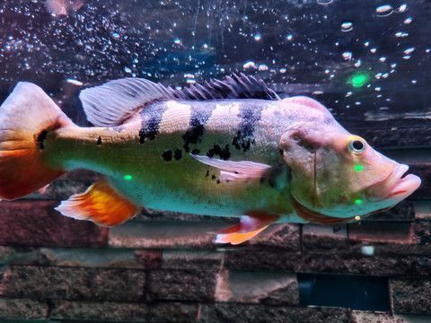 龍魚和皇冠三間混養