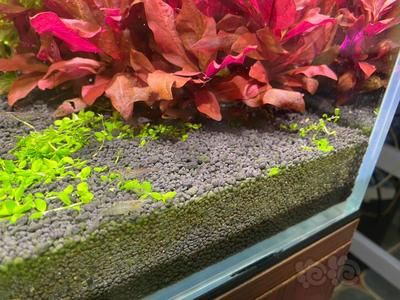 魚缸怎么去除綠藻（魚缸怎么去除綠藻魚缸中的綠藻是許多養(yǎng)好者常遇到的問題）