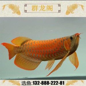 紅龍魚和金龍魚的價錢一樣嗎（紅龍魚和金龍魚哪個貴） 紅龍魚和金龍魚的價錢一樣嗎（紅龍魚和金龍魚哪個貴） 龍魚百科 第3張