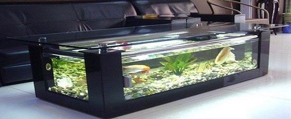 海水魚(yú)的養(yǎng)護(hù)秘籍：海水魚(yú)的養(yǎng)護(hù)秘籍，紅龍魚(yú)的養(yǎng)護(hù)秘訣：家庭養(yǎng)殖海水魚(yú)的技巧