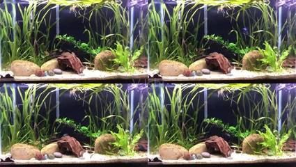 海水魚(yú)的養(yǎng)護(hù)秘籍：海水魚(yú)的養(yǎng)護(hù)秘籍，紅龍魚(yú)的養(yǎng)護(hù)秘訣：家庭養(yǎng)殖海水魚(yú)的技巧