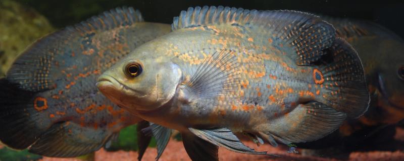 侯馬市芳芳觀賞魚店（侯馬市芳芳觀賞魚店電話）